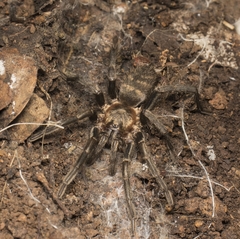 Acanthogonatus