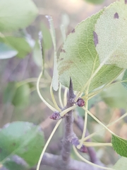 Pyrus bourgaeana