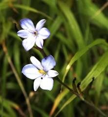 Aristea ensifolia