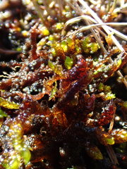 Scorpidium scorpioides