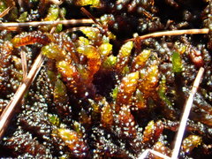 Scorpidium scorpioides