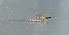 Hexagenia bilineata