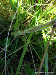 Helichrysum cephaloideum