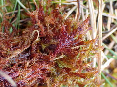 Sarmentypnum sarmentosum