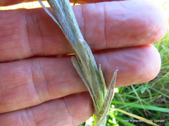 Helichrysum cephaloideum