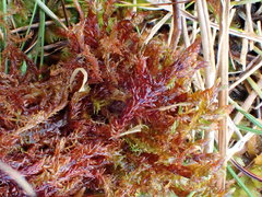 Sarmentypnum sarmentosum