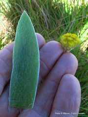 Helichrysum cephaloideum