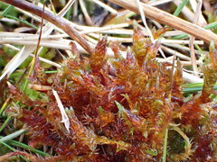 Sarmentypnum sarmentosum