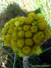 Helichrysum cephaloideum