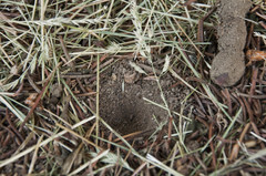 Myrmeleon formicarius