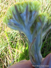Helichrysum cephaloideum