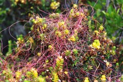 Cuscuta appendiculata