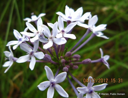 Tribe Knoxieae · iNaturalist