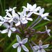 Pentanisia angustifolia - Photo Sem direitos reservados, uploaded by Peter Warren