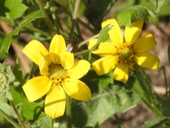 Engelmannia peristenia