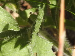 Engelmannia peristenia