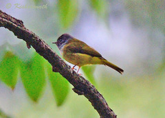 Culicicapa ceylonensis