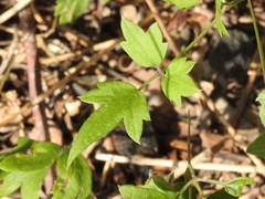 Engelmannia peristenia