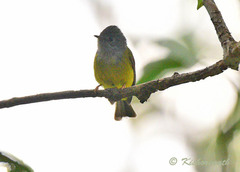 Culicicapa ceylonensis