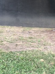 Mimus polyglottos