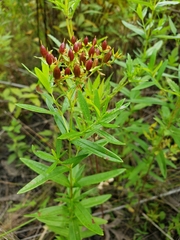 Hypericum adpressum