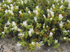 Drosanthemum