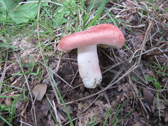 Russula zvarae