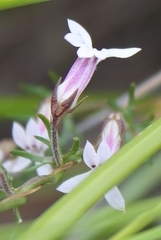 Cyphia digitata digitata