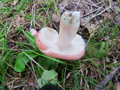 Russula zvarae