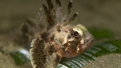 Neosebastes scorpaenoides