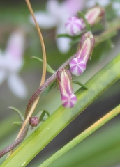 Cyphia digitata digitata