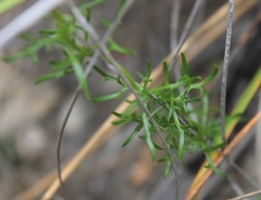 Cyphia digitata digitata