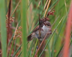 Acrocephalus scirpaceus baeticatus