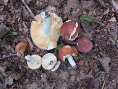 Russula graveolens