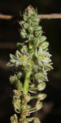 Albuca bracteata