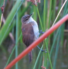 Acrocephalus scirpaceus baeticatus