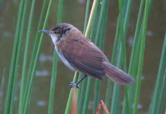 Acrocephalus scirpaceus baeticatus