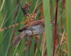 Acrocephalus scirpaceus baeticatus