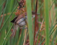 Acrocephalus scirpaceus baeticatus