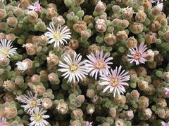 Drosanthemum luederitzii