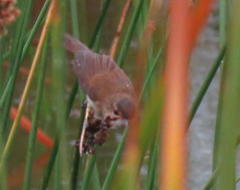 Acrocephalus scirpaceus baeticatus