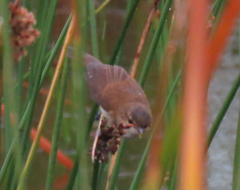 Acrocephalus scirpaceus baeticatus