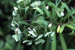 Euphorbia kraussiana