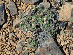 Erigeron salishii
