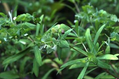 Euphorbia kraussiana