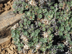 Erigeron salishii