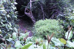 Euphorbia kraussiana