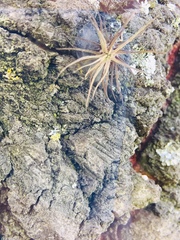 Tillandsia recurvata