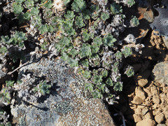 Erigeron salishii