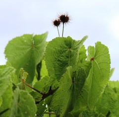Sparrmannia africana